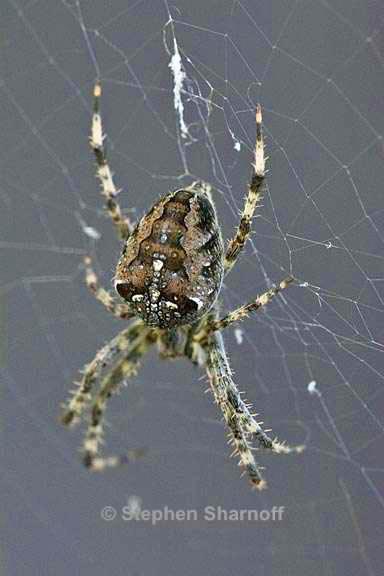 araneus diadematus graphic